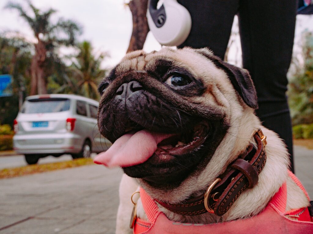 can pugs fly on planes